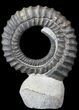 Devonian Ammonite (Anetoceras) - Morocco #63080-3